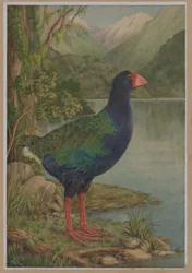 Watercolour Illustration of Takahe